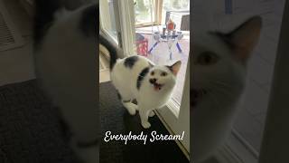 Screaming Cat! #cat #scream