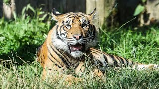 Critically endangered tiger cubs enjoy playtime at London Zoo