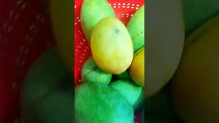 #seasonal #fresh #juicy #mango #colorful #summer #time #love #shorts #bangladesh #nature #memory