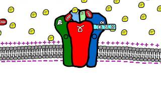 Sedative Drugs Mechanism of Action (Benzodiazepines and Barbiturates)