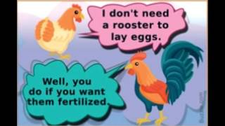 Eggitarians Do You Know How Chicken Eggs are Fertilized