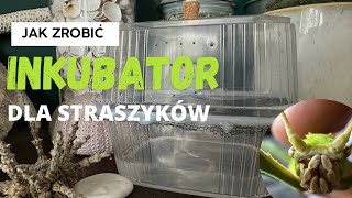 Jak zrobić INKUBATOR na jajka STRASZYKÓW/ PATYCZAKÓW - krok po kroku