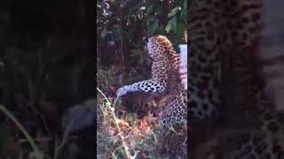 Leopard Gets Bitten by a Giant Python #leopard #shorts #animals #wildanimals #python