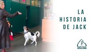 La historia de Jack - Veterinos