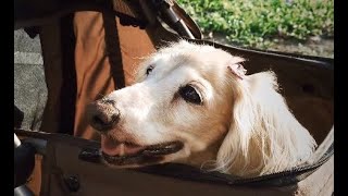 Pretty Dachshund dog enjoying her outting