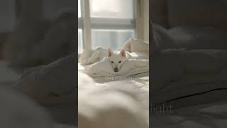 What Our Munchkin Cat, Shibainu, Pomeranian Do When They Rest