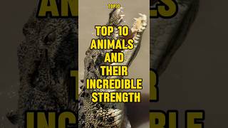 Top 10 Animals and Their Incredible Strength