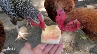 Chickens try watermelon. Will chickens eat watermelon?