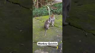 Monkey Action/Monkey See Monkey Do 😂😂