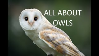 TOP 10 Facts All About OWLS