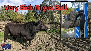 Angus Breeding Bull is Blind and Sick