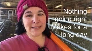 Lambing diaries: Testing my patience vlog 548