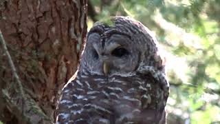 Spotted Owl (very rare & endangered in BC) observed in Pinecone Burke Provincial Park - ihikebc.com