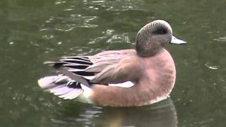 American Wigeon