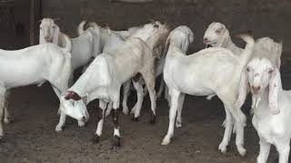 Qasmi goats farm sindhipura pipar jodhpur