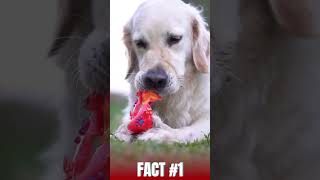 Golden Retriever Fun Facts in 60 Seconds!