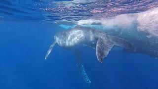 Diving with Humback whales - Reunion Island