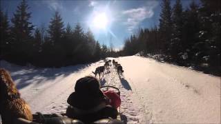 Traîneaux à chiens Mont-Tremblant | D-Tour