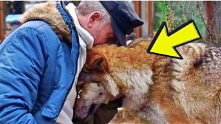 Hunter Fed Dying Pregnant Wolf All Winter, 1 Year Later He Heard A Strange Sound And Instantly Cried