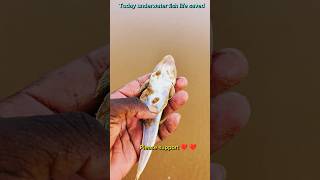 Rescue mission successfully completed #arcade #ytshorts #trending #fish #respect #viralvideo