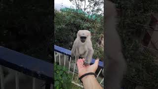 Funny langur monkey feeding moments