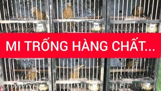 345| Họa Mi Trống mộc dở hàng chất, bộ đẹp...Mẫu gột chiến hót đều ngon... Nhanh tay...! #lyhaichim