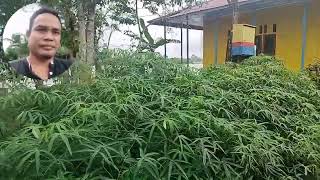 Kebun Seadanya di Bunut Hilir