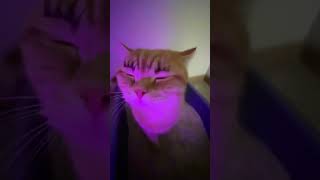 cute cat shake dance#dogs #trending #cats #animals #youtubeshorts #animalcompanions #shorts