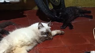 adopsi kitten Persia flat medium terbaru 2024 Live