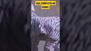 ELES USARAM FANTASIA DE ZEBRA E VEJA O QUE ACONTECEU... #Leão #lion #zebra