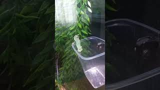 Little chameleon eats # Кормление маленького хамелеона