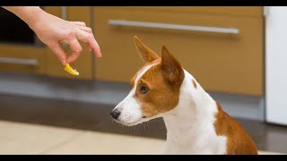 🔴Golden Retriever eating Lemon | Animals Vs Pepole😹 #shorts #goldenretriever