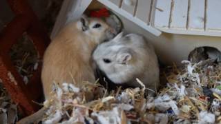 Gerbils playing