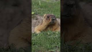 Наслаждайтесь жизнью как этот сурок #animals #nature #marmot #сурок #животные