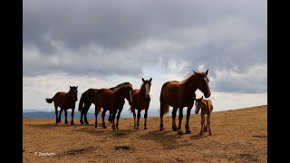 Monte Catria - cavalli....e non solo