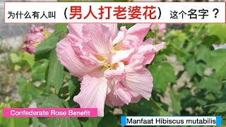 活30年才知道木芙蓉花是可以吃的 ！ Confederate Rose Benefit。Manfaat Hibiscus mutabilis。