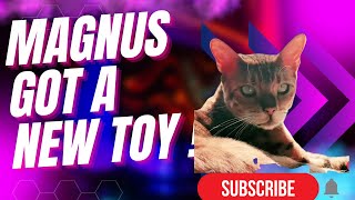 Magnus the Bengal Cat, plays with his new mouse toys ! Check it out here #cats #cat #bengalcat