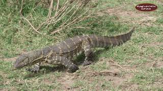 The Nile Monitor Lizard - (African small-grain lizard)