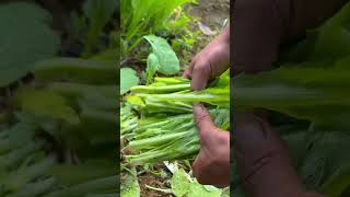 Harvesting mushrooms and vegetables in the garden, ASMR rural life