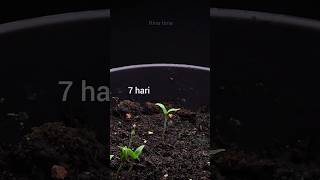 menanam benih tomat #timelapse #tomat #tomato