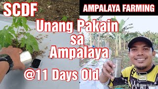 Ampalaya/Bitter Gourd Farming || Unang pakain sa 11 days old na ampalaya || Yara Nitrabor at Unik 16