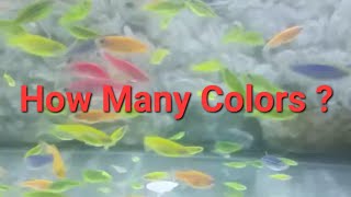 Exploring the Brilliant Colors of GloFish Zebra Danios: How many colors of GloFish zebra are there