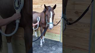 THIS HORSE SAID YES 🥹 HE LOVES HIS PEMF THERAPY #horses #hunterjumper #warmblood #pemf