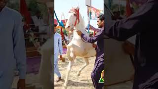 nukra horse Dance