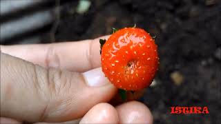 Tanaman Strawberry Tumbuh dan Berbuah di Jakarta yang cuacanya Panas