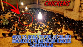 CHICKENS // 4000 TA QORA TOVUQ BOQISH USULARI