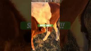 Got Milk? #cow #animals #farmlife #farm #regenerativefarming #beef #nature #nutrition #calf