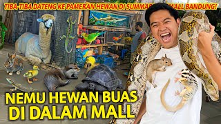 AKU DILILIT ULAR RAKSASA 80KG! GAK BIASANYA ADA PAMERAN HEWAN DI BANDUNG!