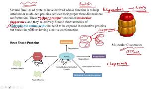 Molecular Chaperons, types and their functions #CSIR