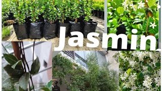 how to grow star jasmine care of flowering season variegated    سٹار جیسمین  فلاورنگ بیل   🎋👍